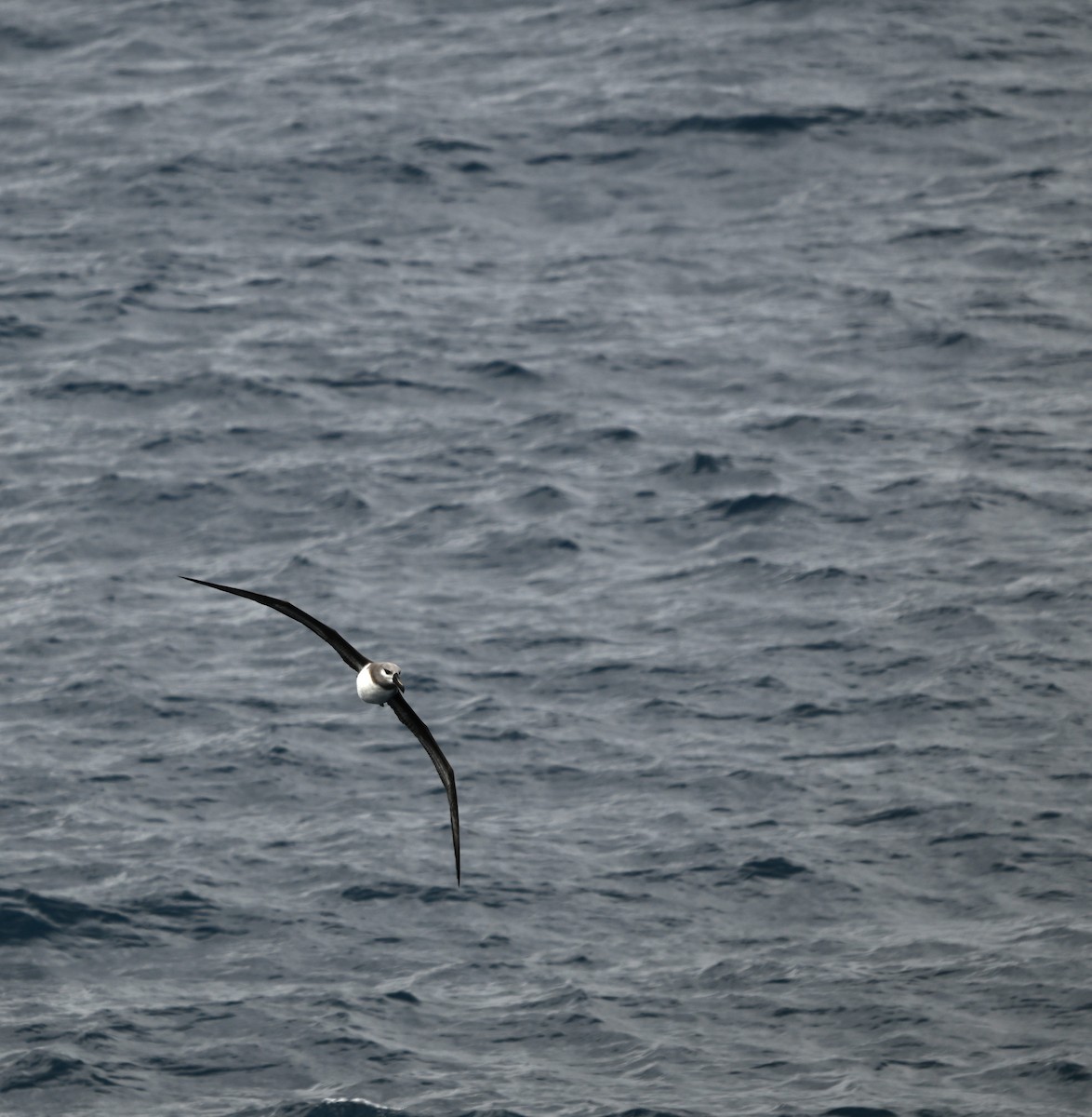 Gray-headed Albatross - ML628518886