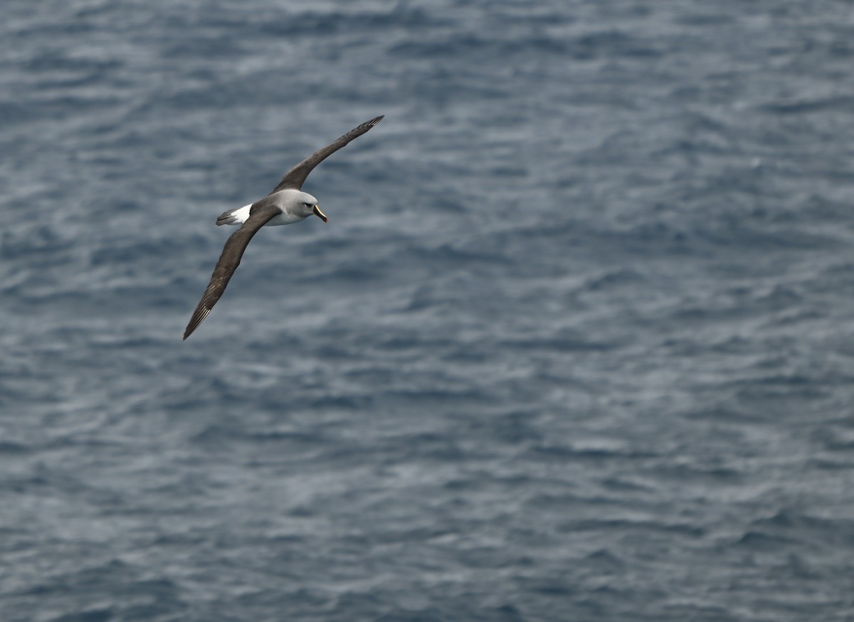 Gray-headed Albatross - ML628518911