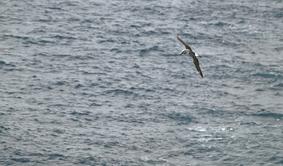 Gray-headed Albatross - ML628518912