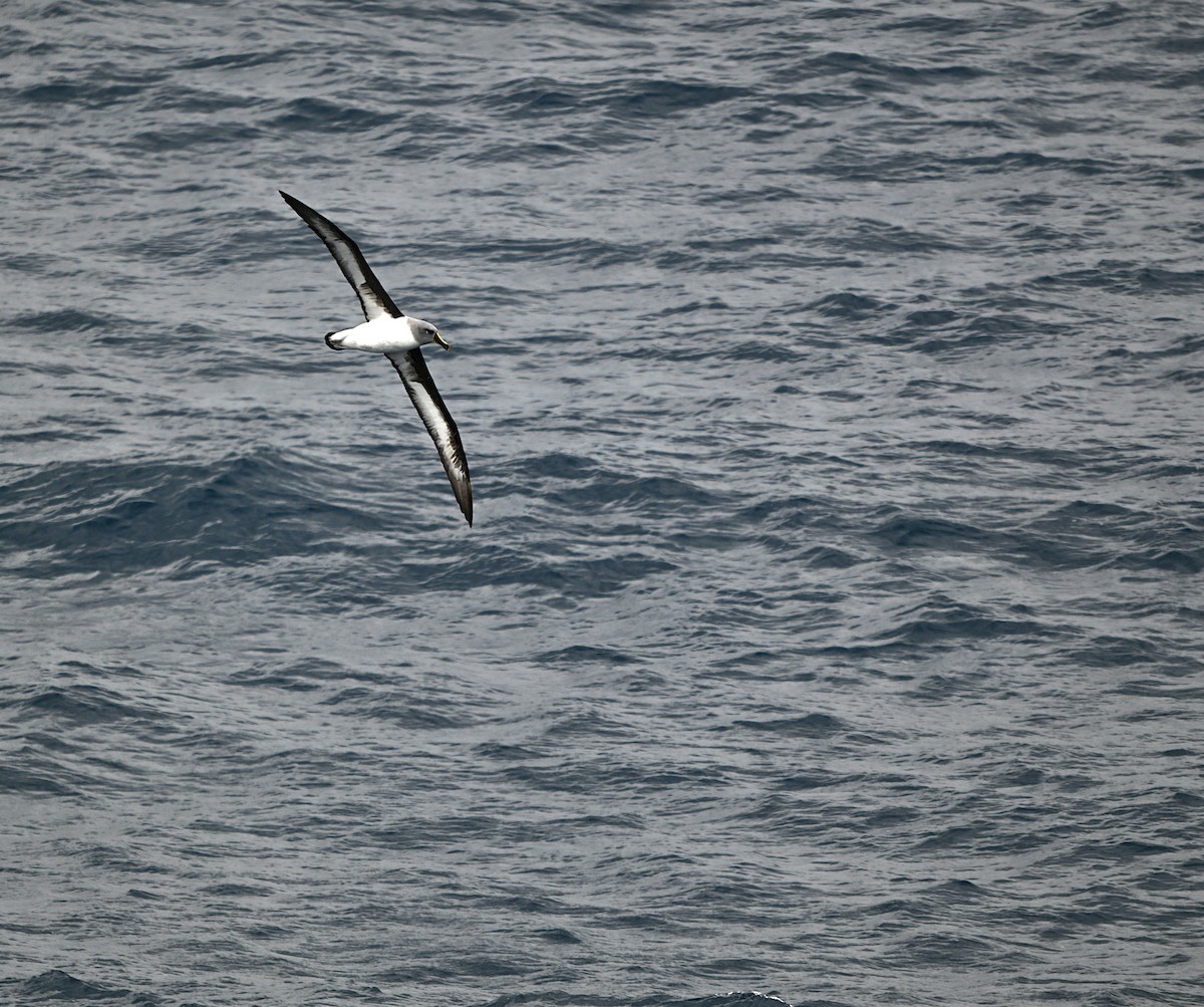 Gray-headed Albatross - ML628518924