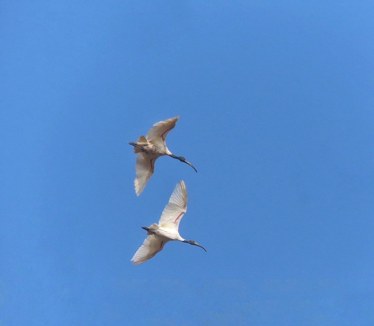 Ibis Oriental - ML628518927