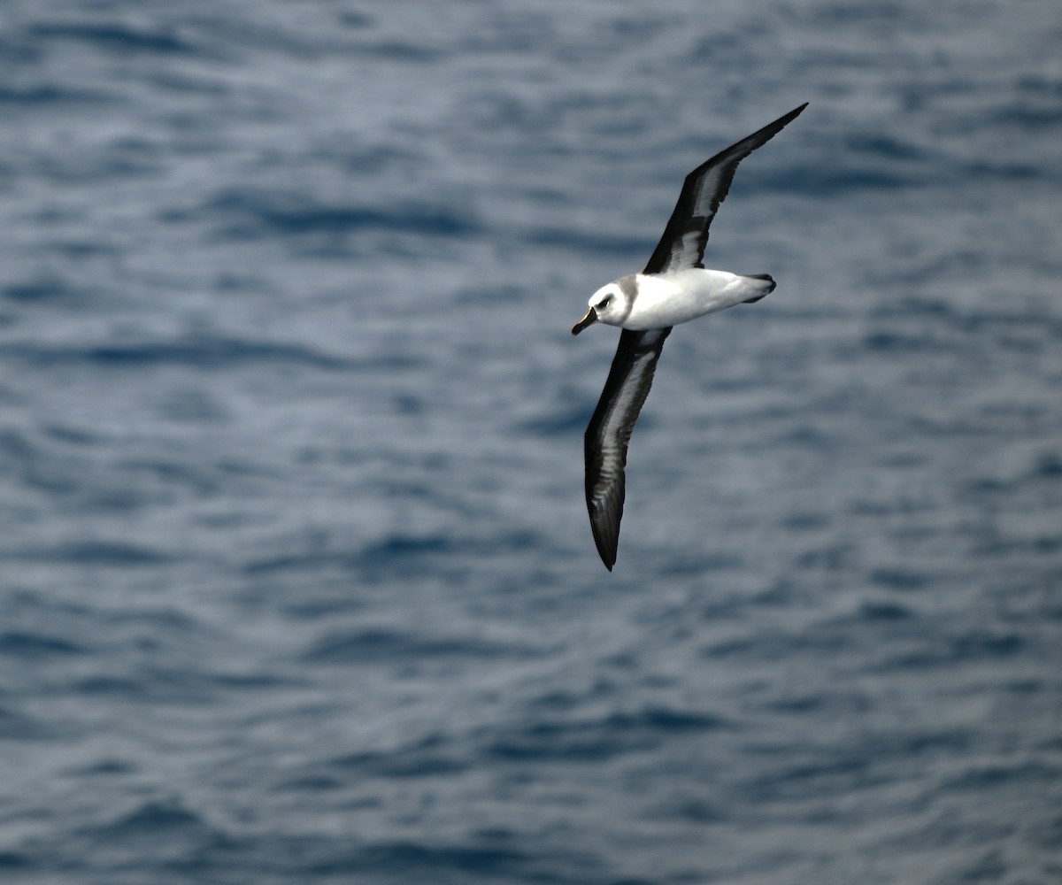 Gray-headed Albatross - ML628518940