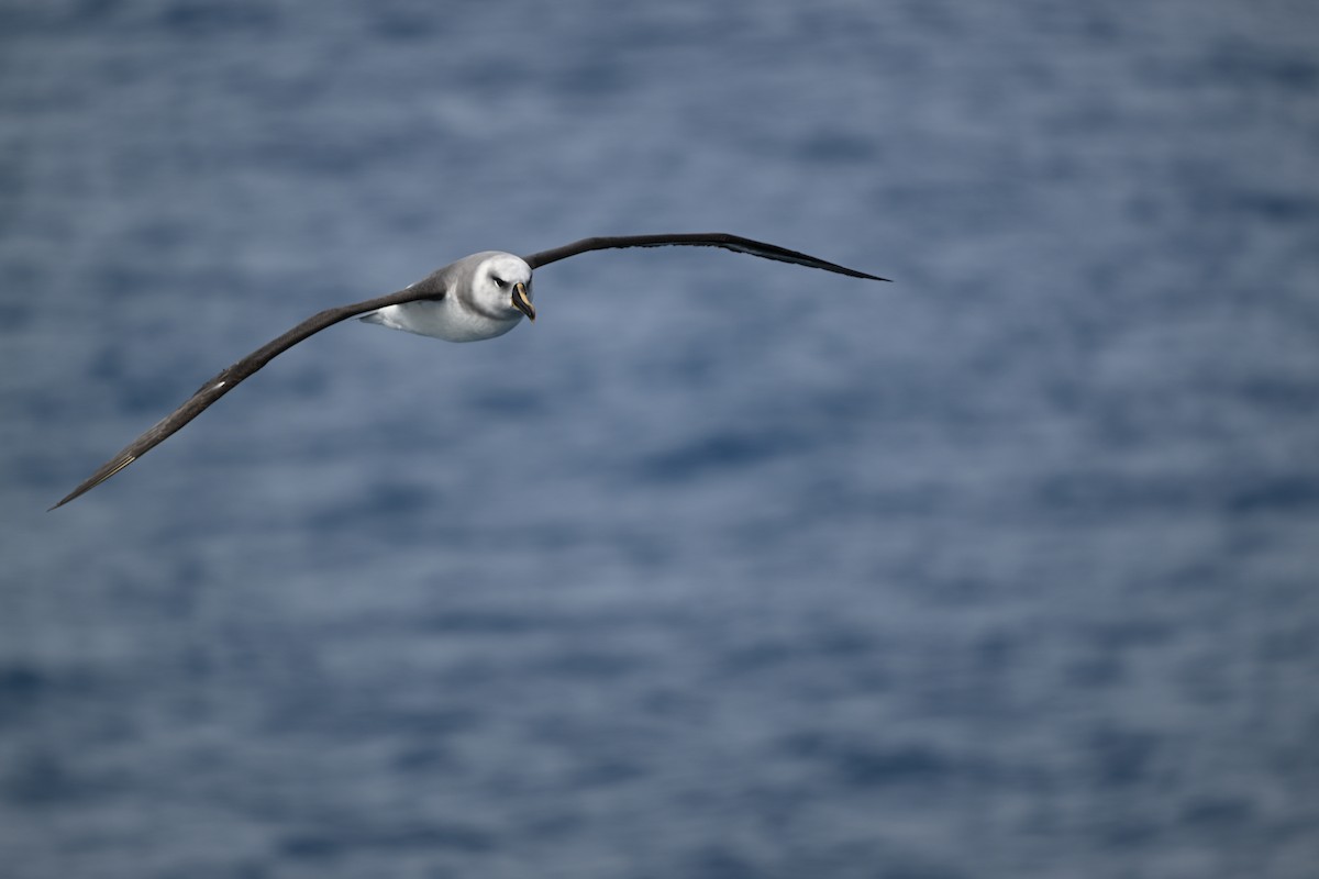 Gray-headed Albatross - ML628518953