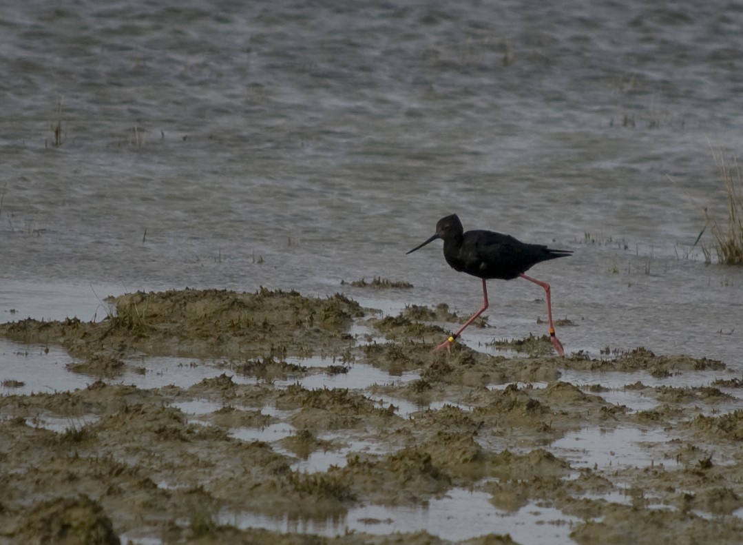 pisila černá - ML628518961