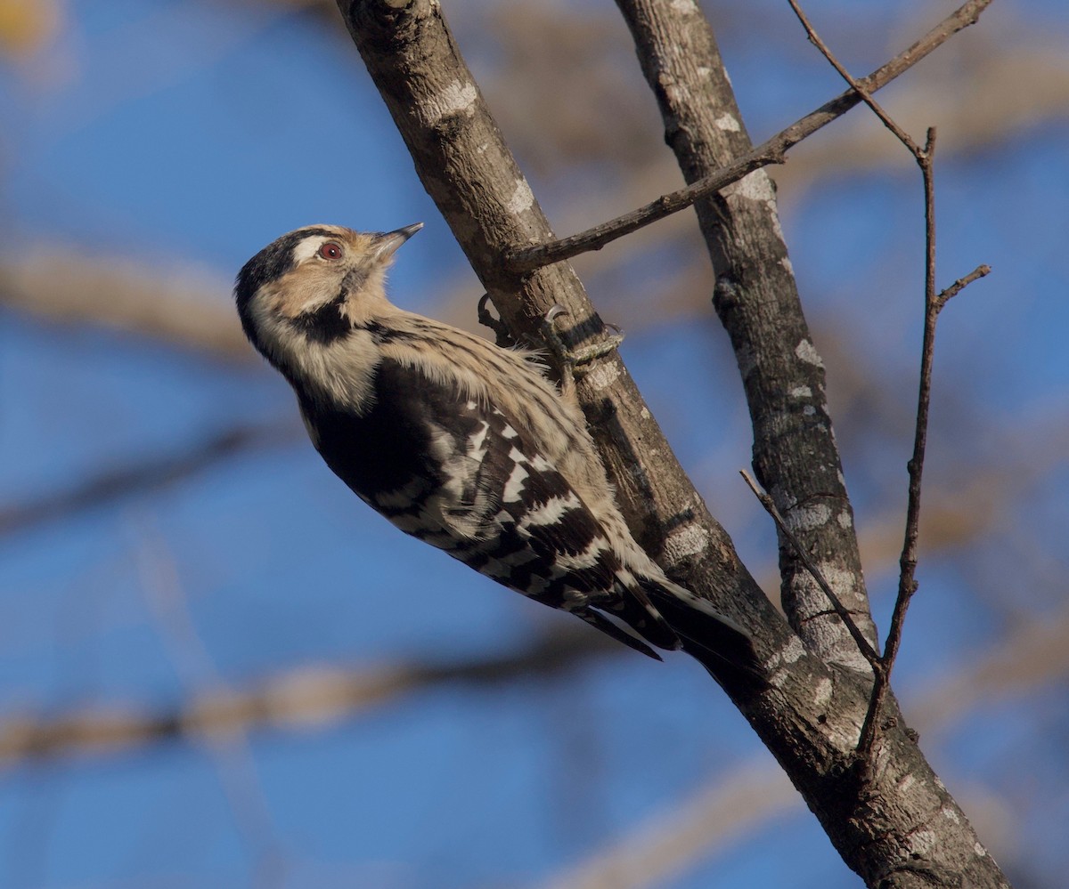 Lesser Spotted Woodpecker - ML628518981