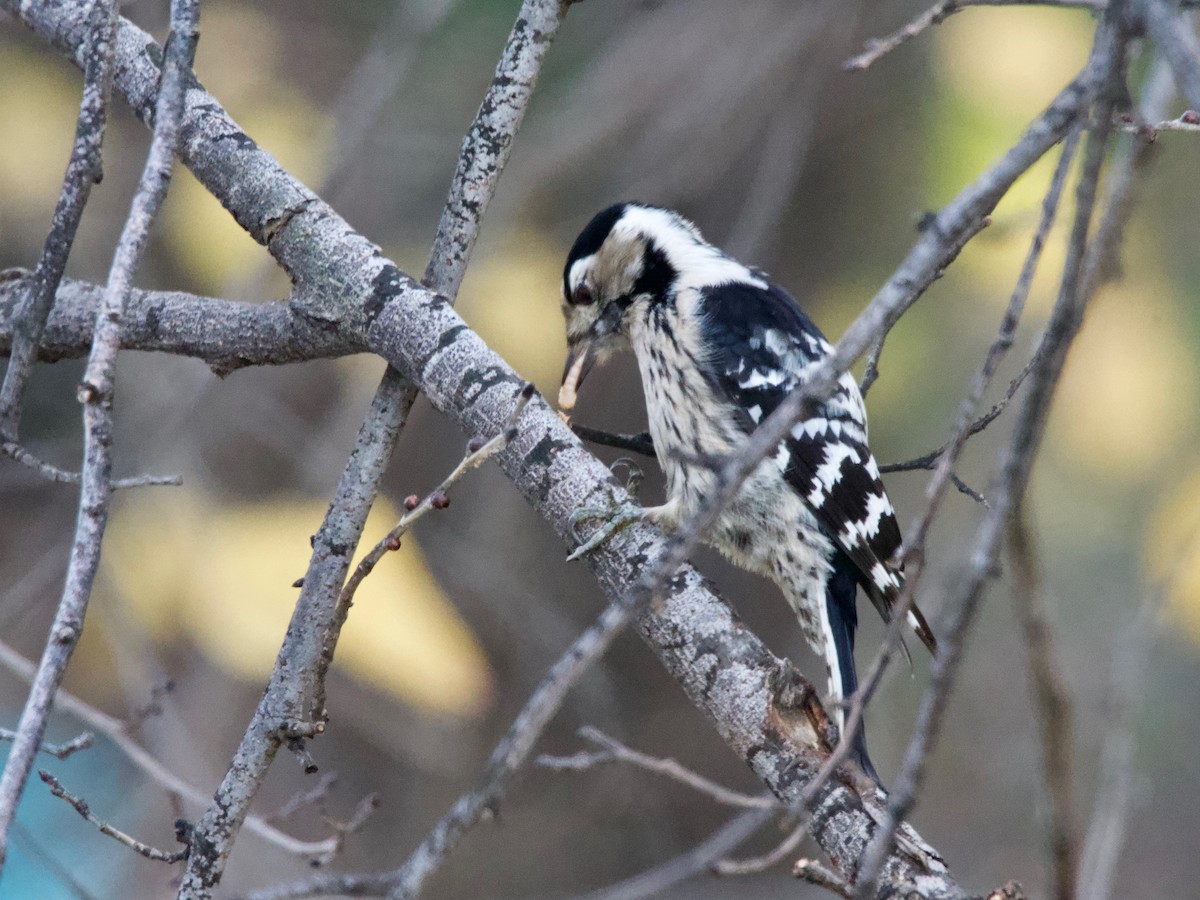 Lesser Spotted Woodpecker - ML628518985