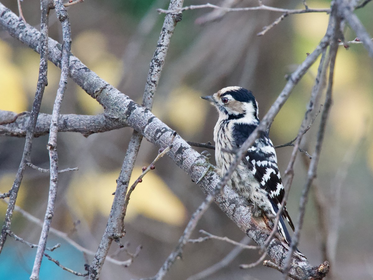 Lesser Spotted Woodpecker - ML628518994