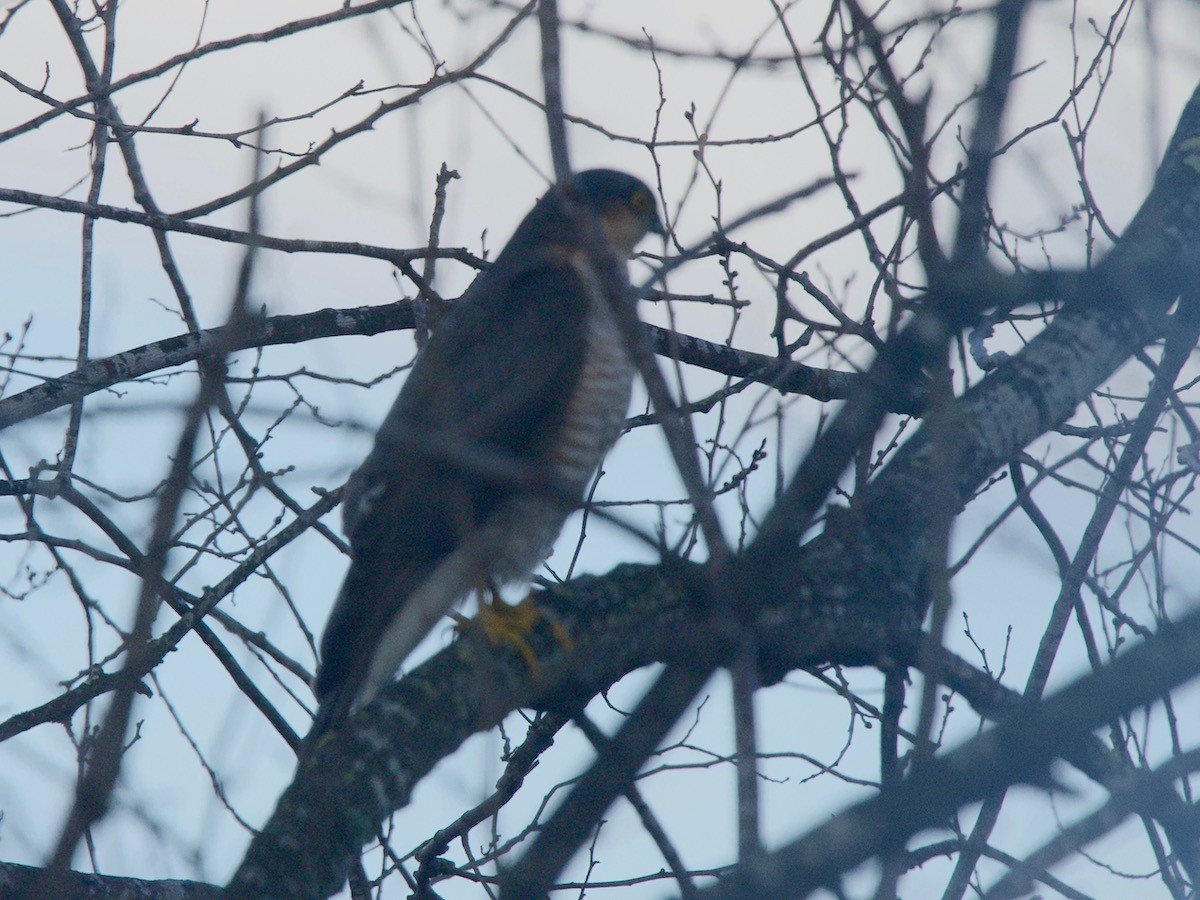 Eurasian Sparrowhawk - ML628519043