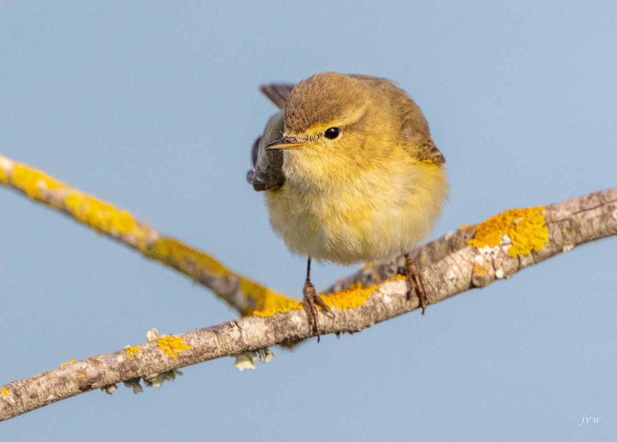 嘰喳柳鶯 - ML628519069