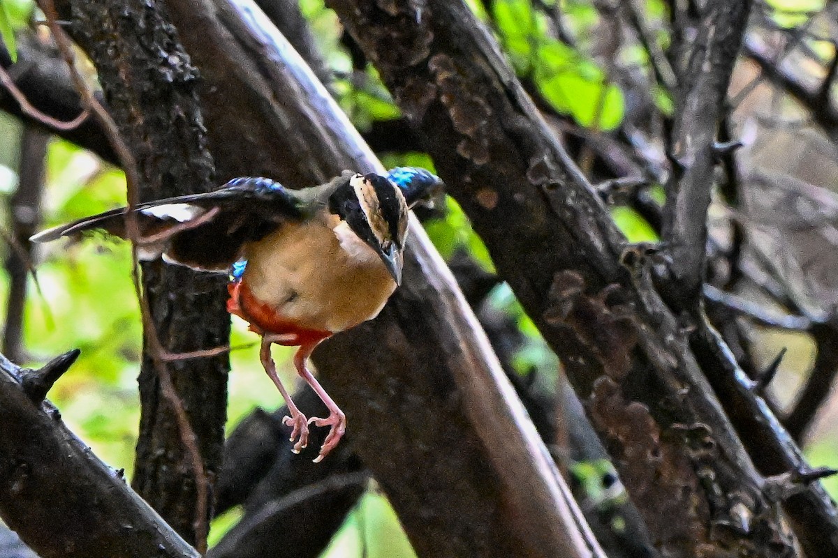 African Pitta - ML628519083