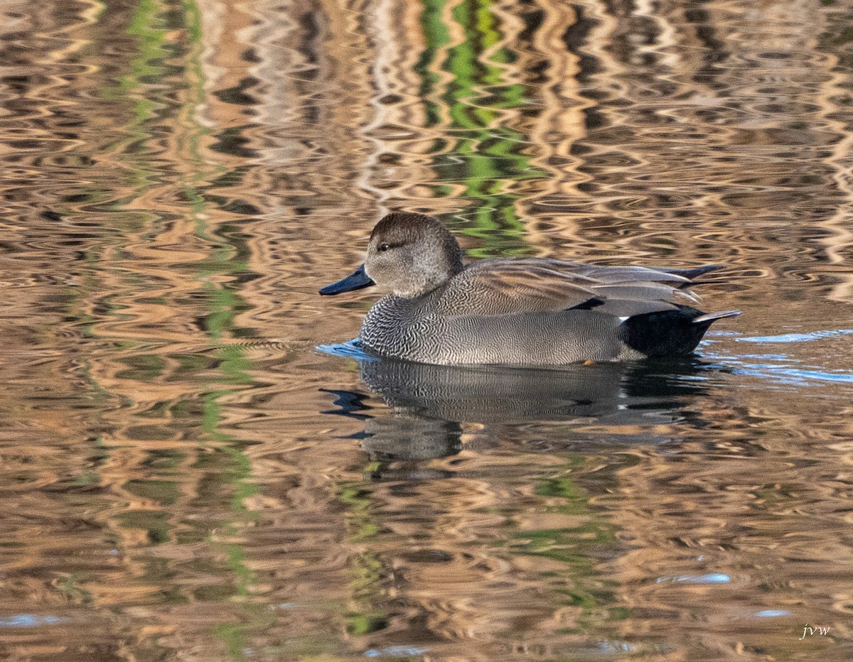 赤膀鴨 - ML628519159