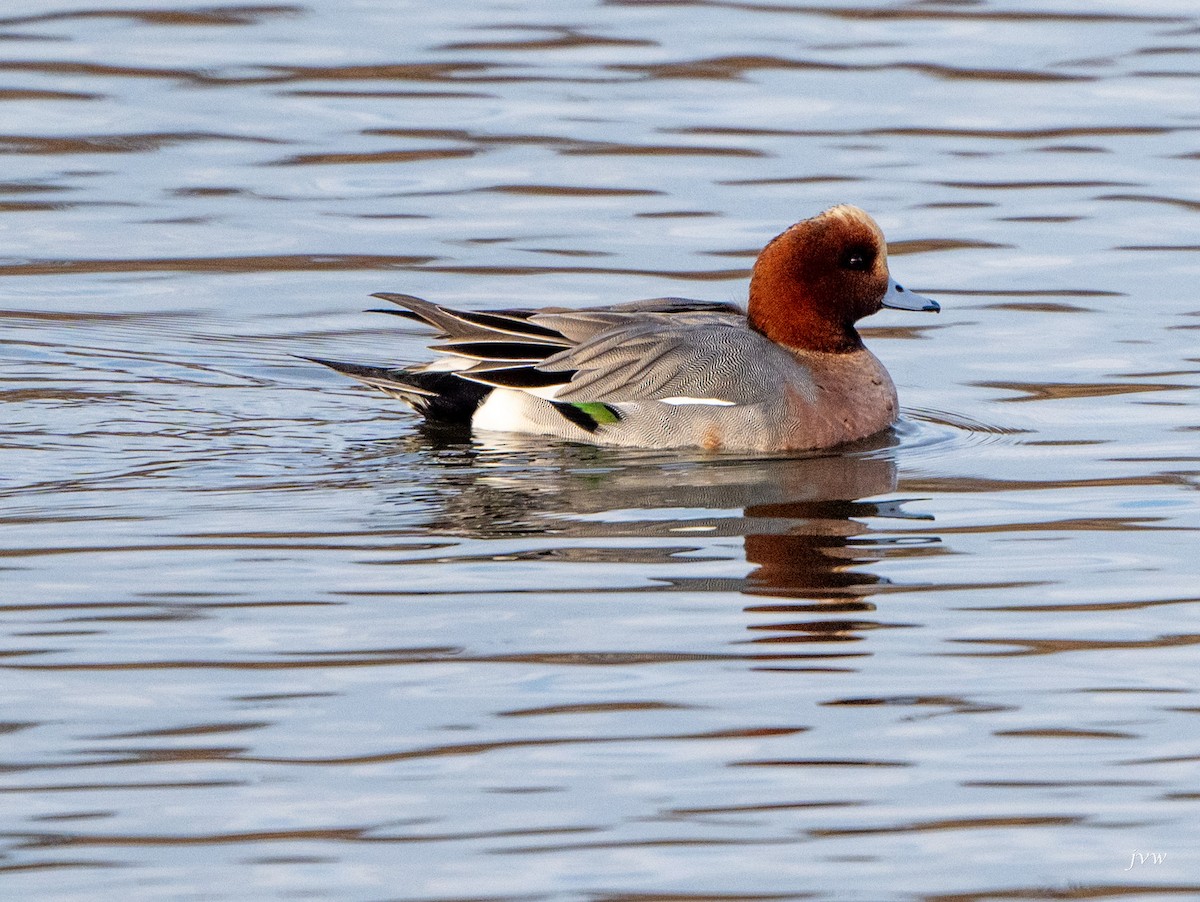 赤頸鴨 - ML628519162