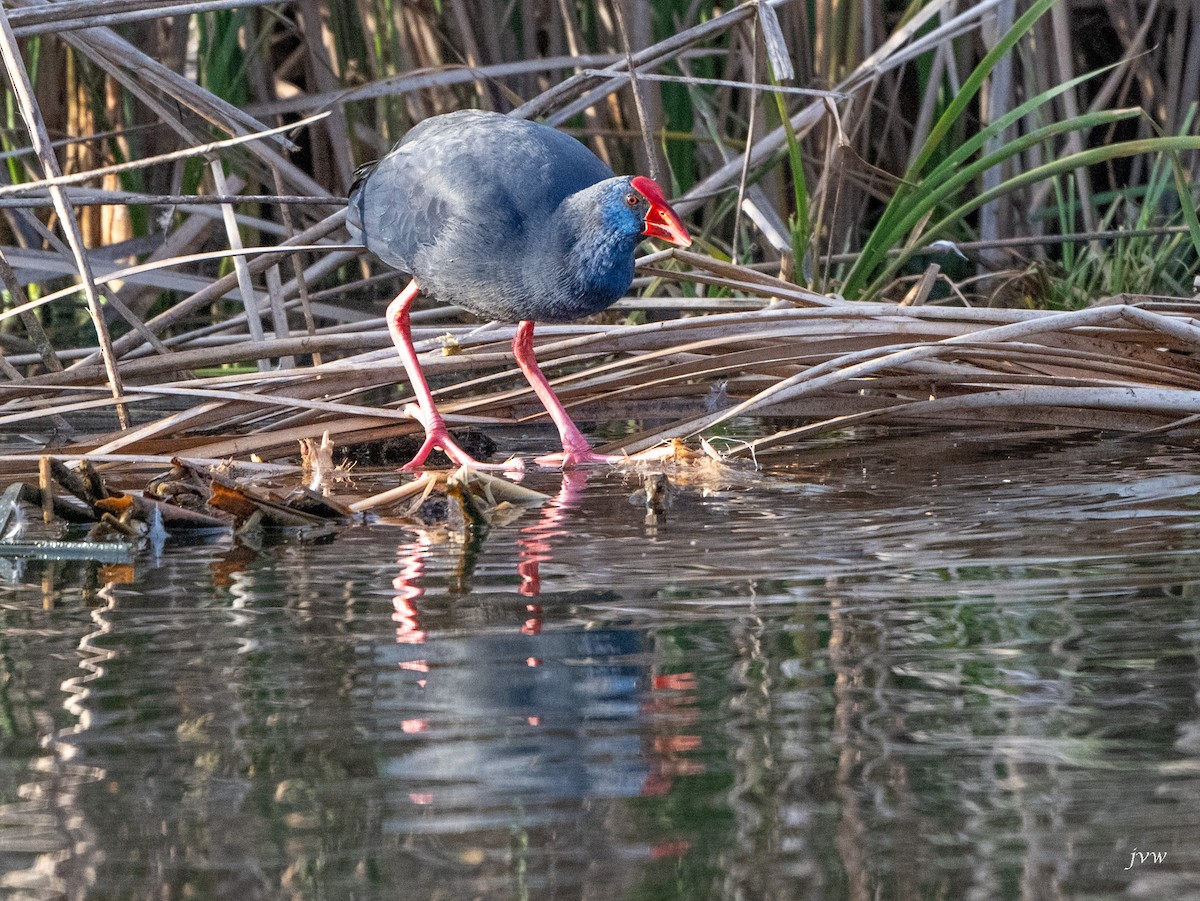 Western Swamphen - ML628519163