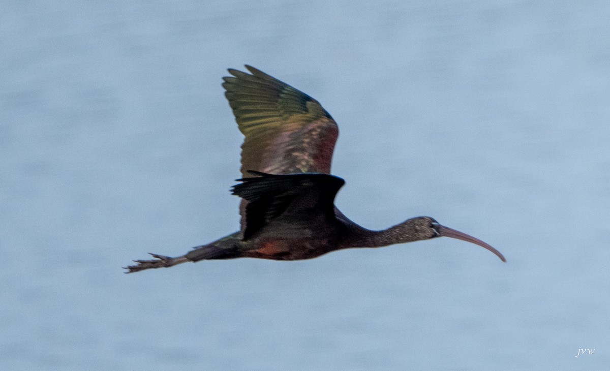 彩䴉 - ML628519165