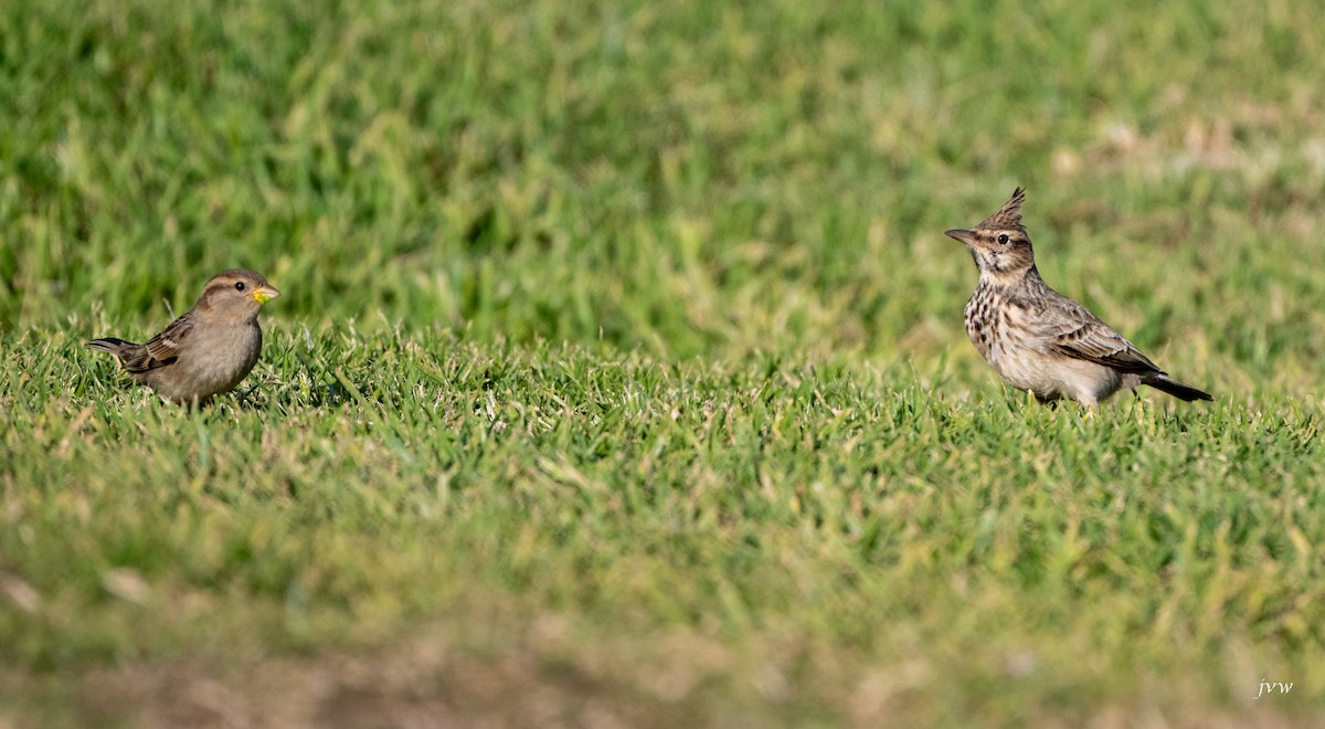Crested Lark - ML628519169