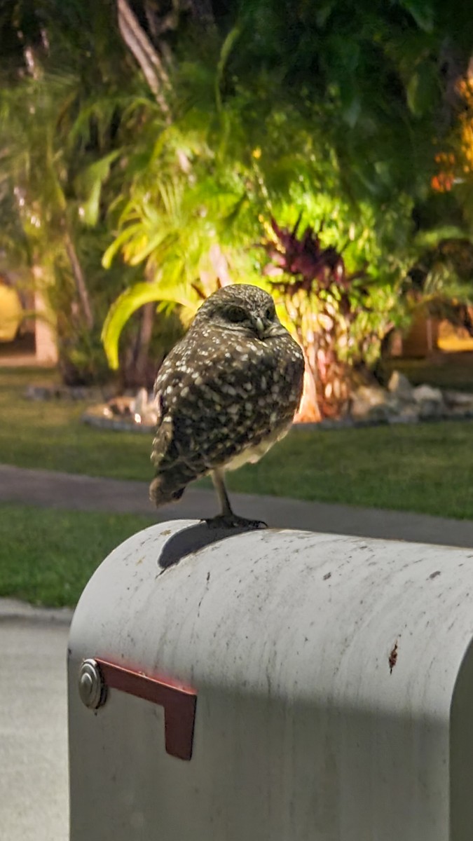 Burrowing Owl (Florida) - ML628519216