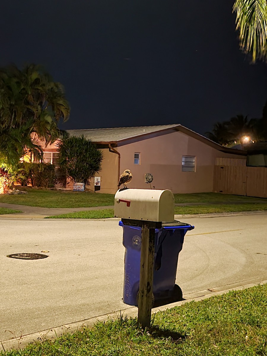Burrowing Owl (Florida) - ML628519217