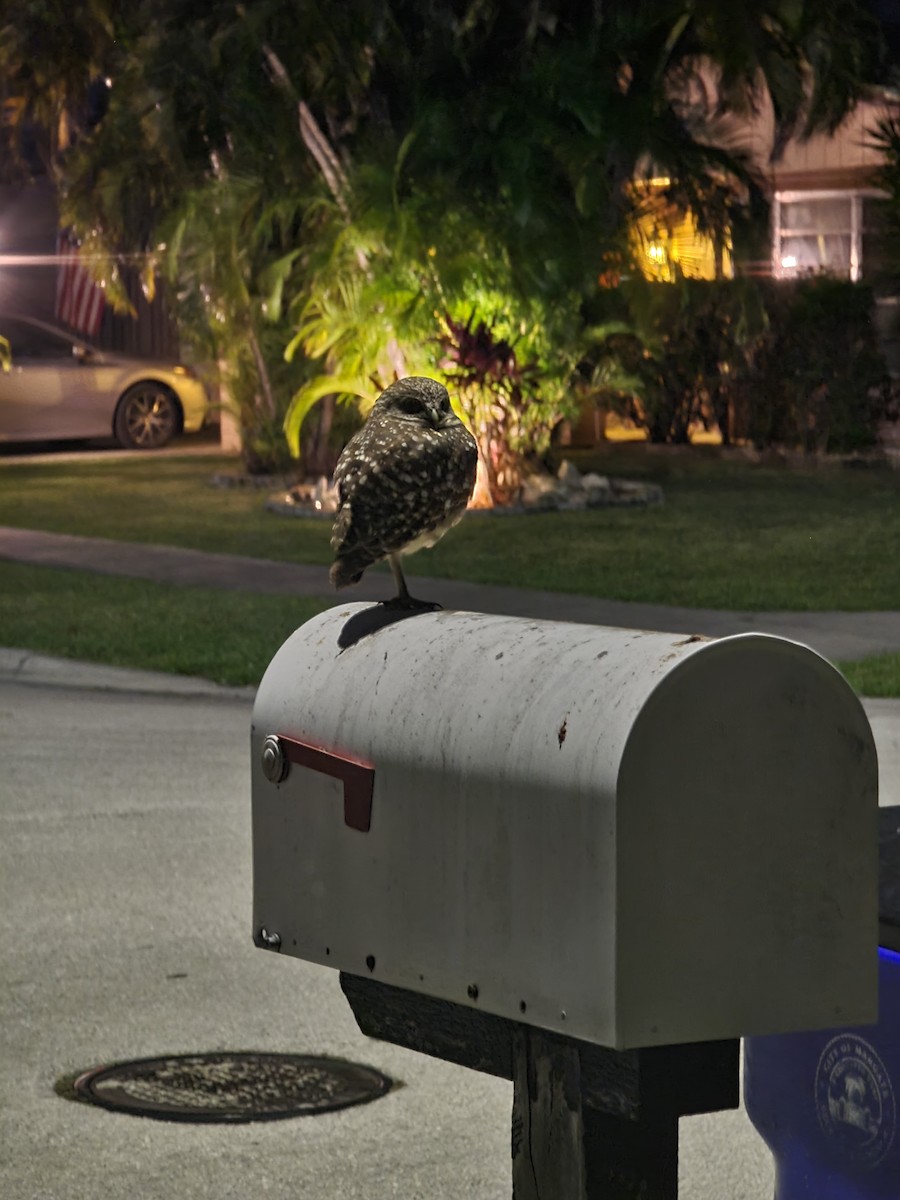 Burrowing Owl (Florida) - ML628519218