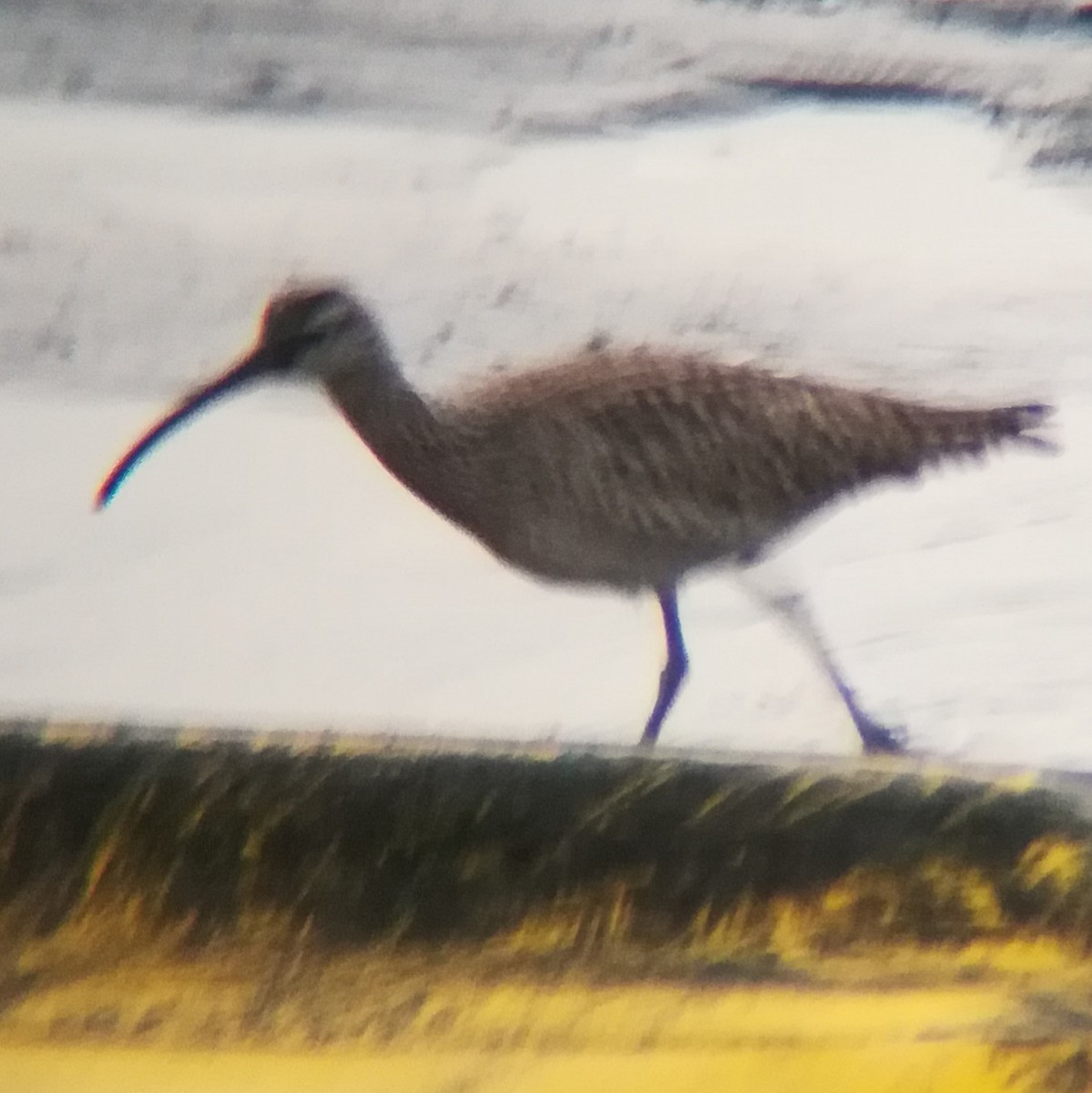 Whimbrel - ML628519404