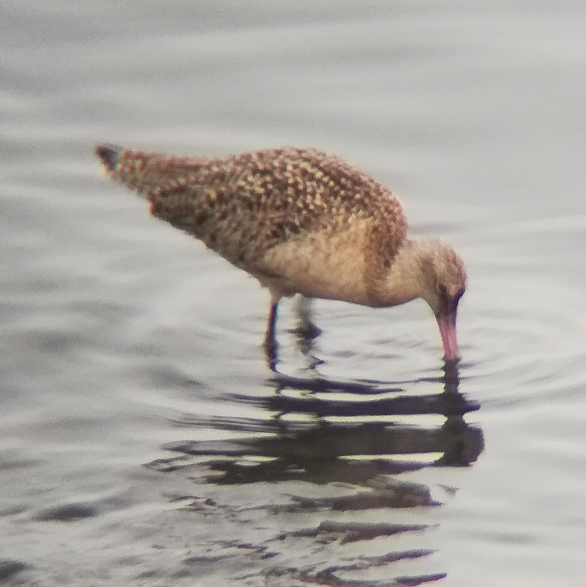 Marbled Godwit - ML628519415