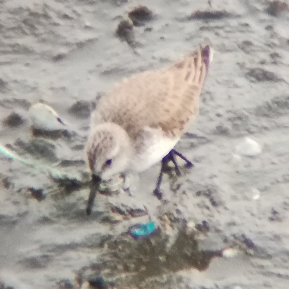 Western Sandpiper - ML628519439