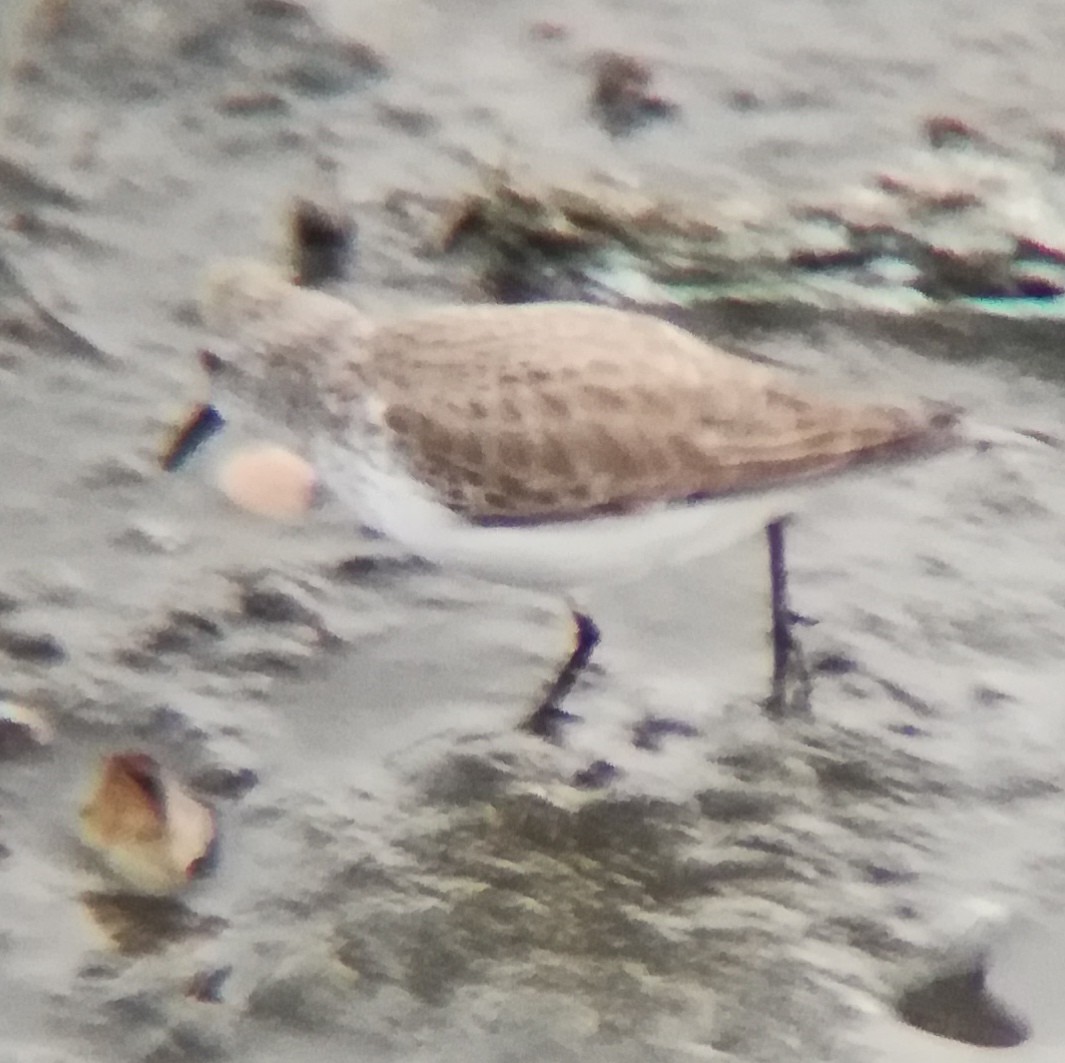 Western Sandpiper - Anonymous