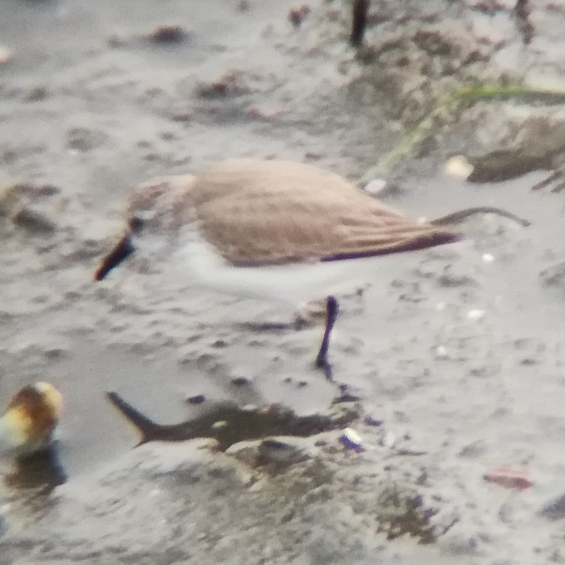 Western Sandpiper - ML628519442