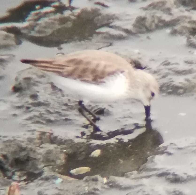 Western Sandpiper - ML628519466