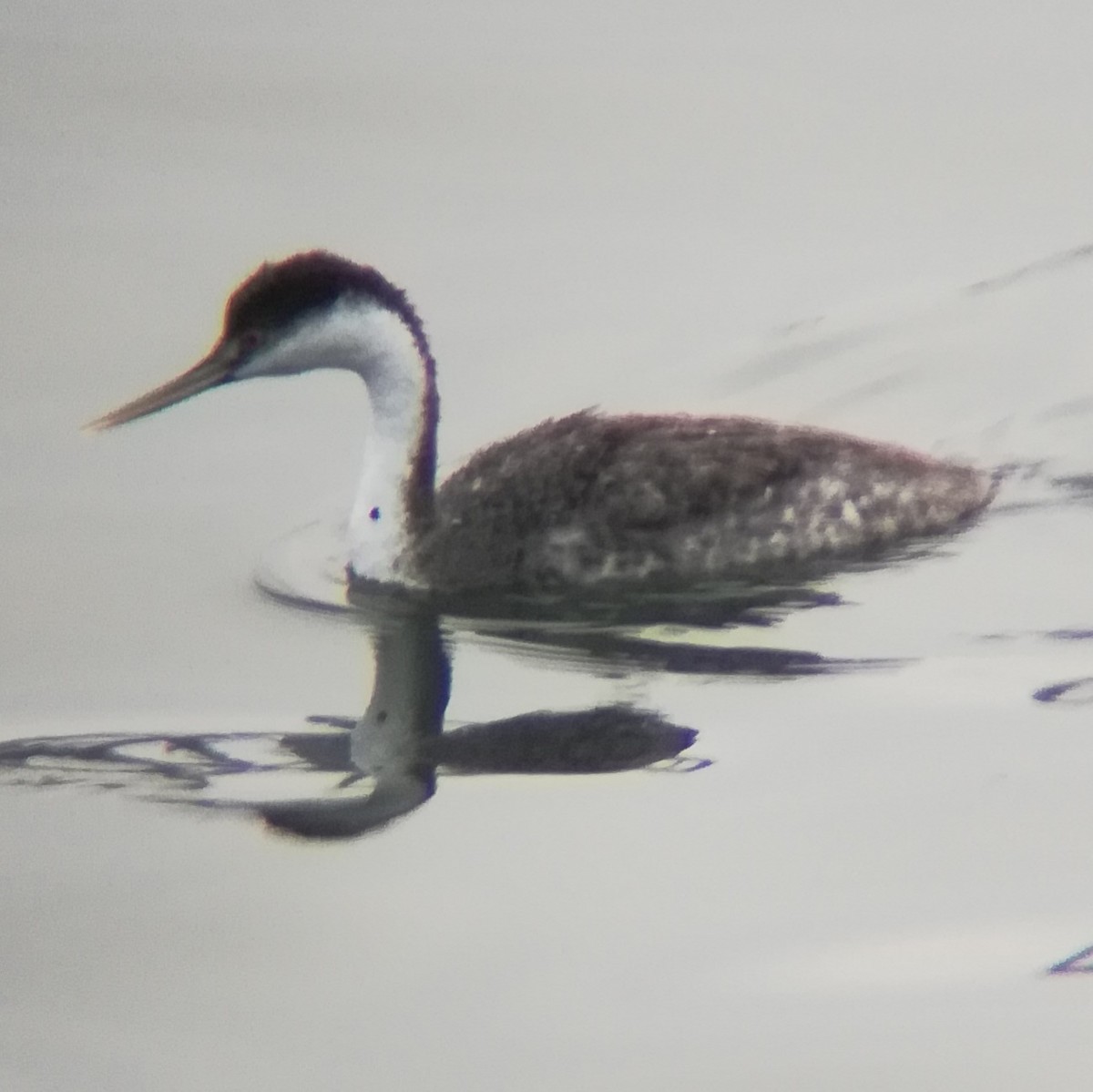 Western Grebe - ML628519475