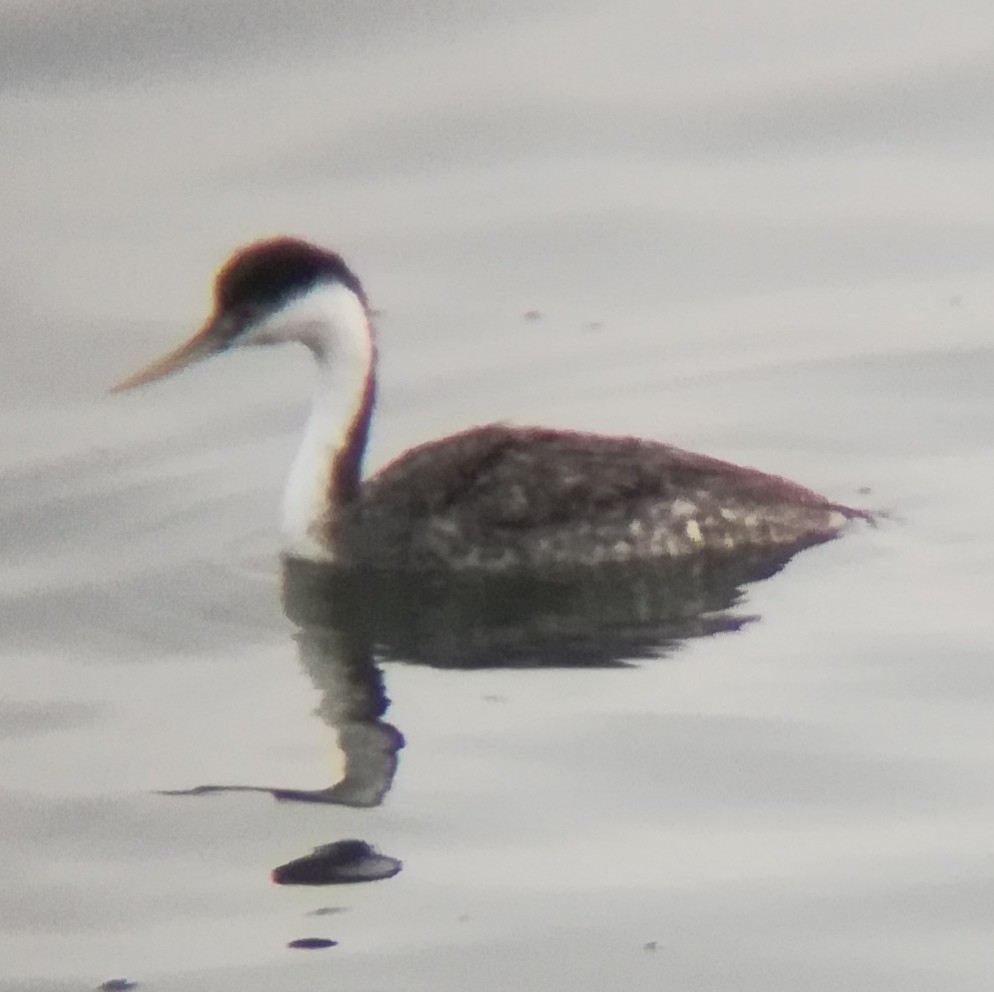 Western Grebe - ML628519477