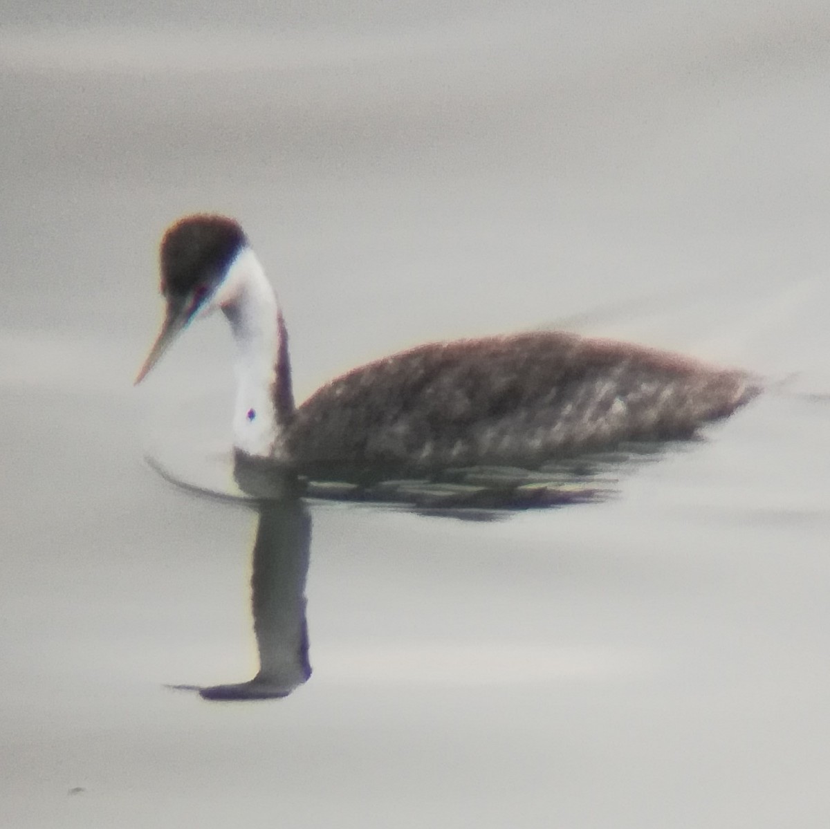 Western Grebe - ML628519478