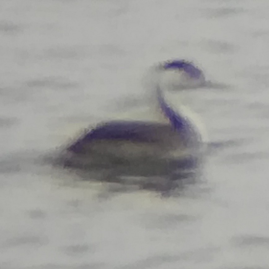 Western/Clark's Grebe - ML628519507