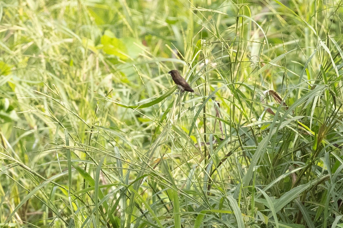 White-bellied Munia - ML628519557