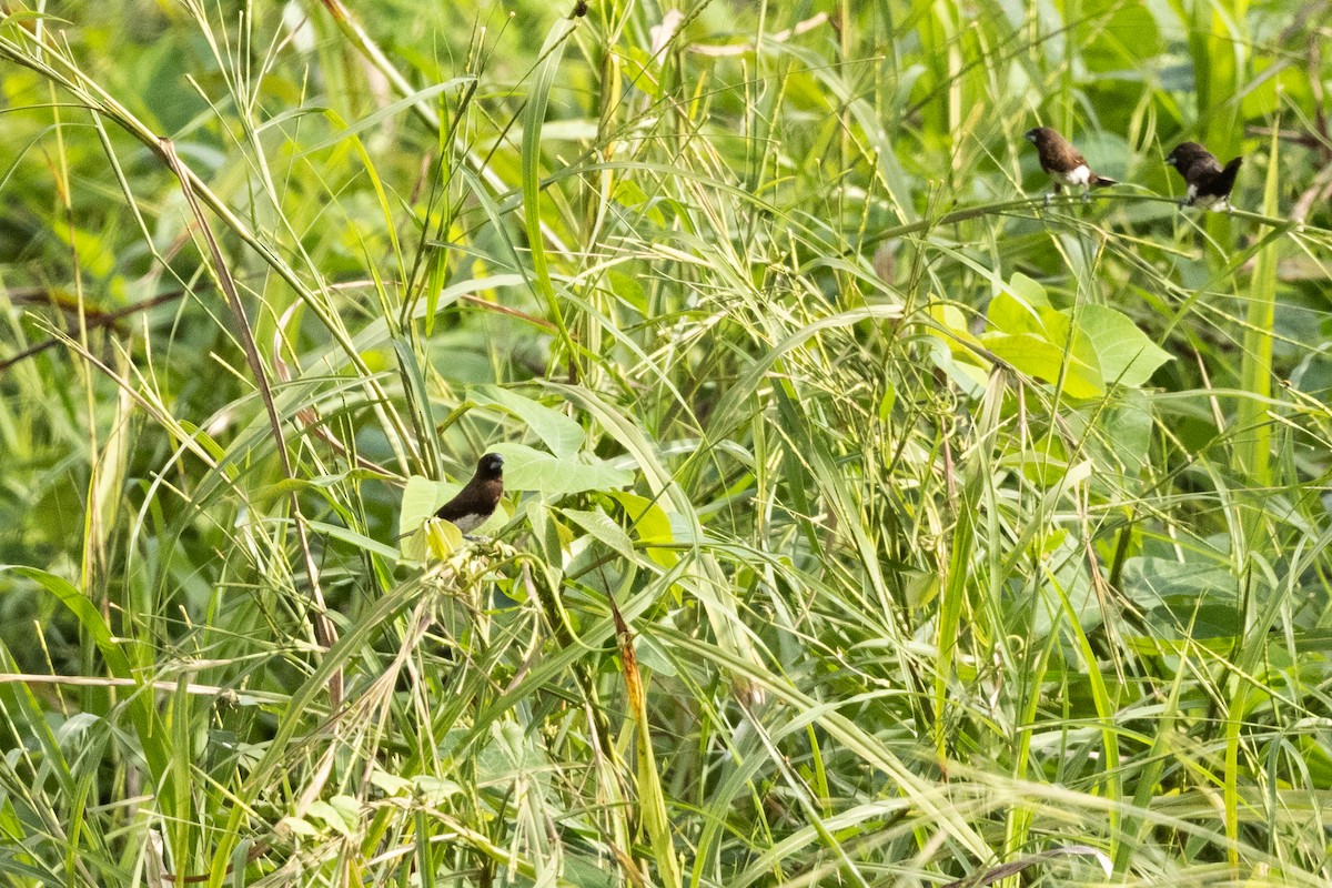 White-bellied Munia - ML628519559