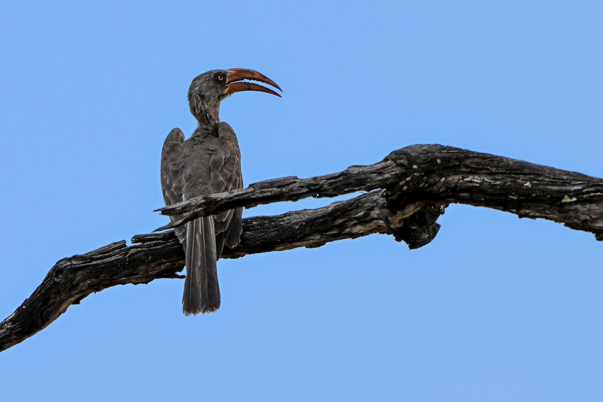 Bradfield's Hornbill - ML628519560