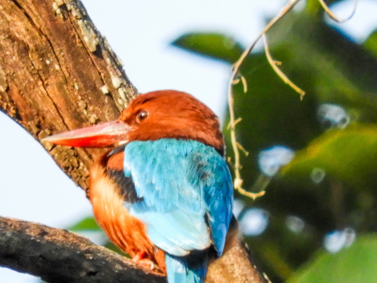White-throated Kingfisher - ML628519861