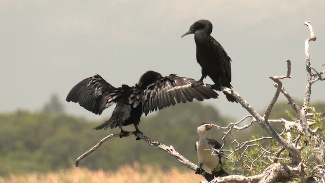 Little Black Cormorant - ML628519902