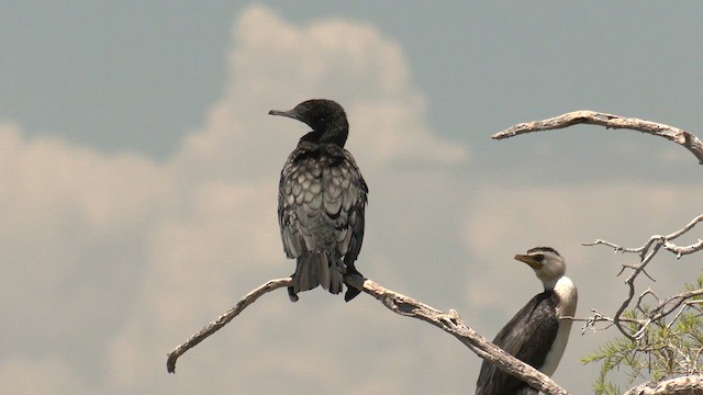 Little Black Cormorant - ML628519903