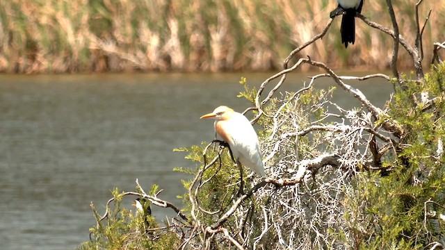 Eastern Cattle-Egret - ML628519904