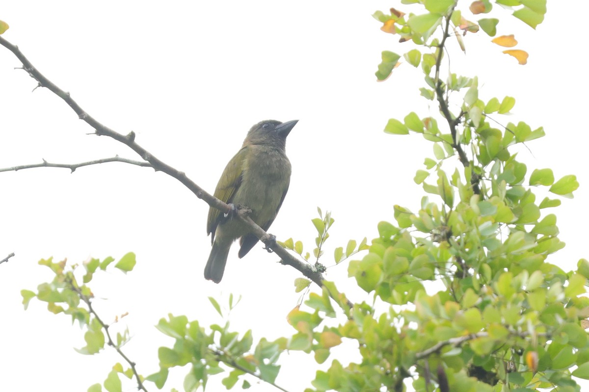 Green Barbet - ML628520025