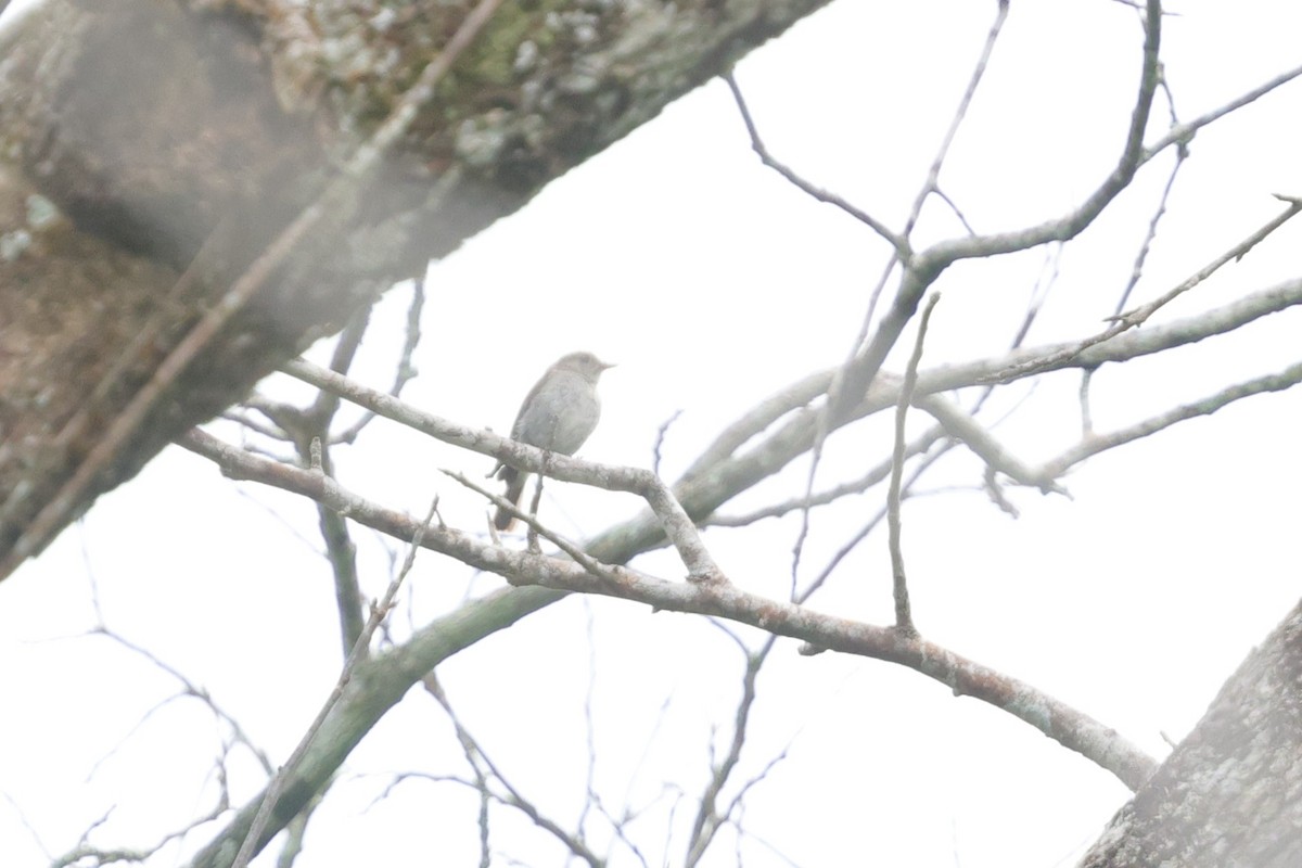 Common Nightingale - ML628520052