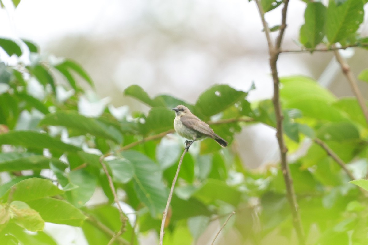 Amani Sunbird - ML628520053