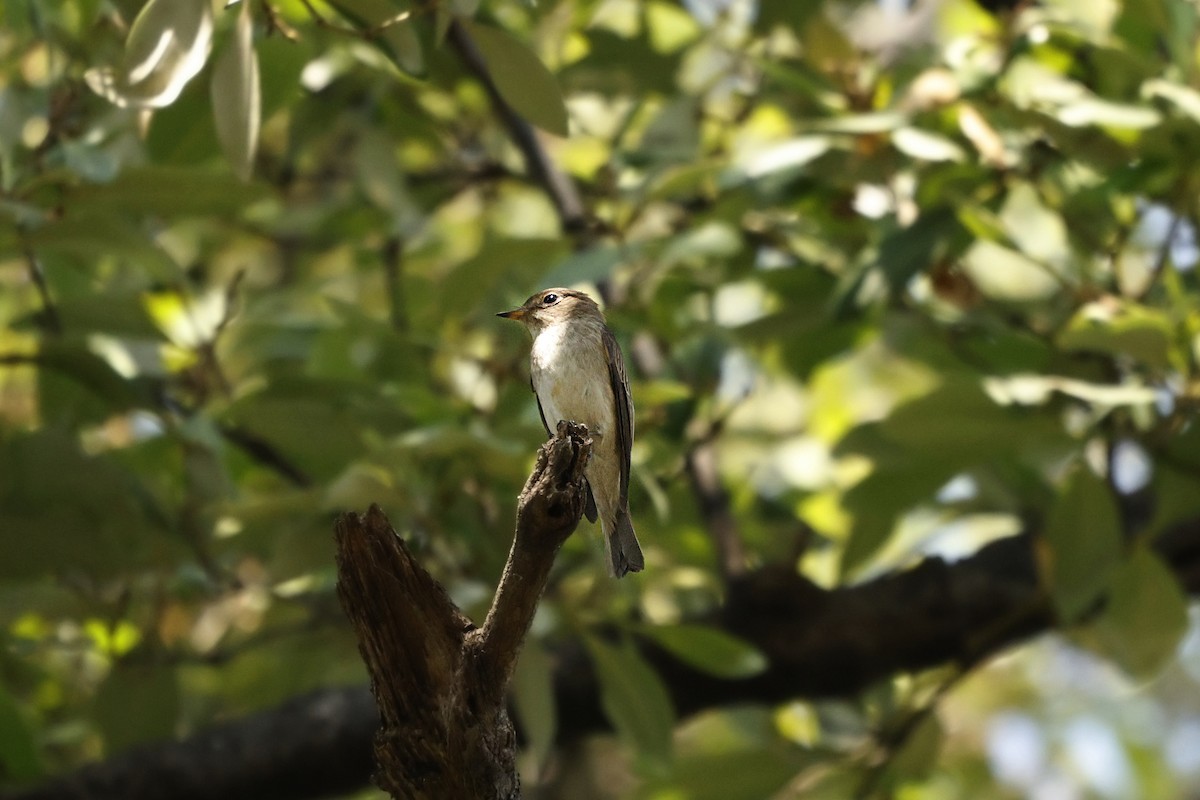 Asian Brown Flycatcher - ML628520228
