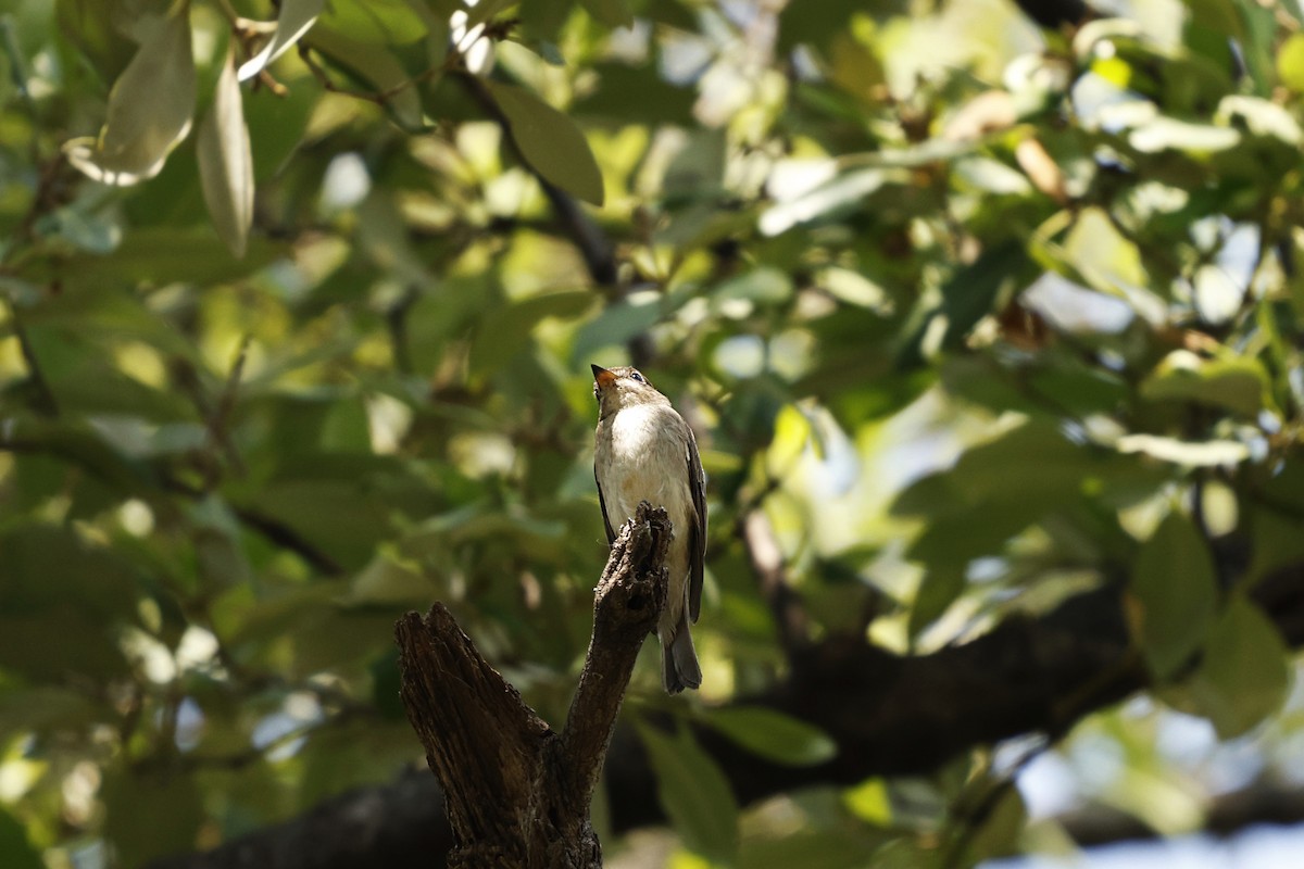 Asian Brown Flycatcher - ML628520229