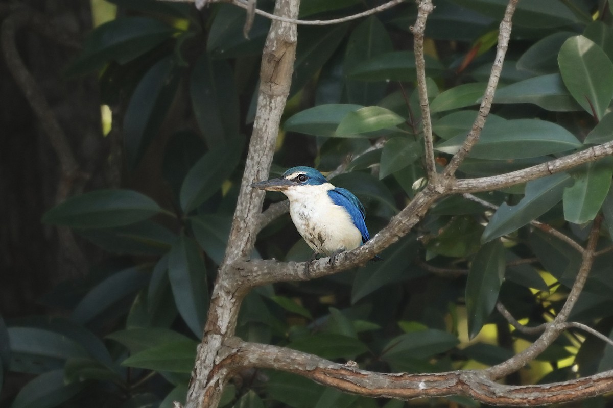 Collared Kingfisher - ML628520232