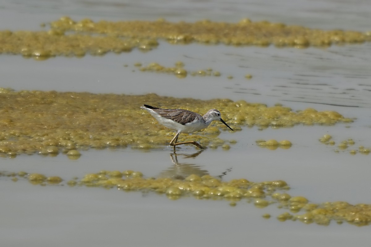 Marsh Sandpiper - ML628520236