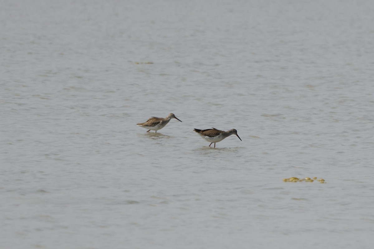 Common Redshank - ML628520244
