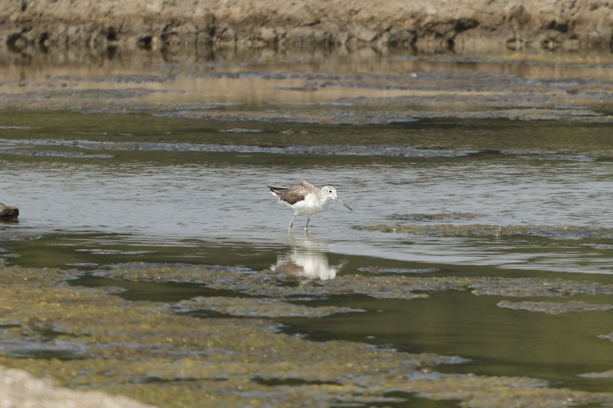 Common Greenshank - ML628520246
