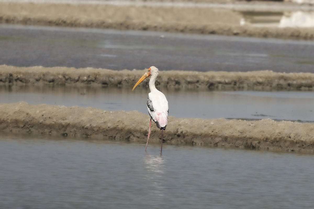 Painted Stork - ML628520248