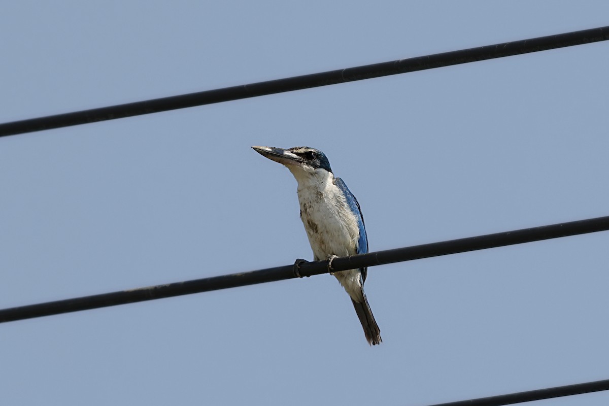 Collared Kingfisher - ML628520251
